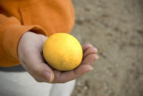 investing laying eggs